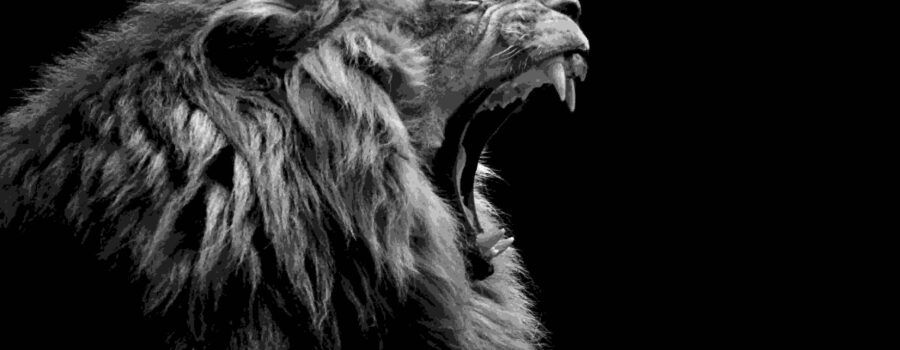 Lion growling